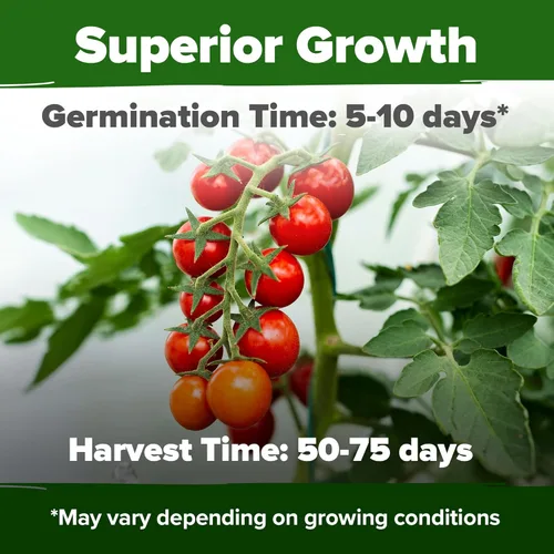 Miniatura 2 de HOME GROWN Semillas grandes de tomate cereza roja, más de 1000 semillas tradicionales sin OMG para plantar, alta germinación, tomates de ensalada