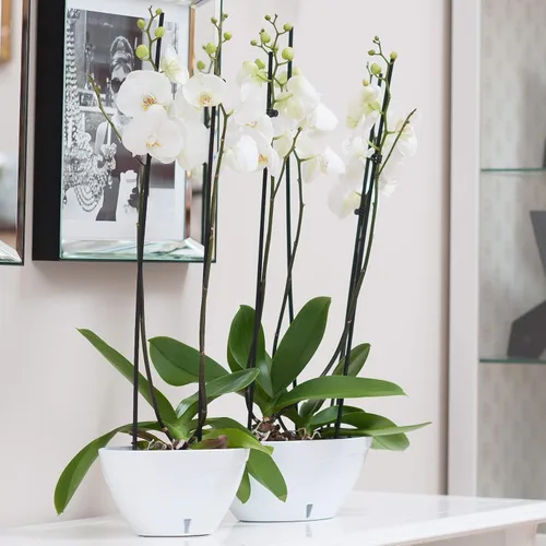 Miniatura 5 de DECOPOTS Maceta de forma ovalada para plantas, maceta de jade con riego automático, maceta de interior, macetas de plástico con drenaje para todas