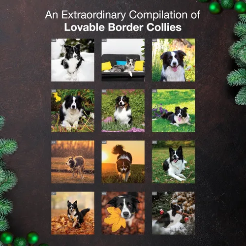 Miniatura 3 de MICASA PRESS Border Collies - Calendario de pared 2026 de 12 meses 12 x 24 pulgadas abierto Papel grueso y resistente Regalo Lindo