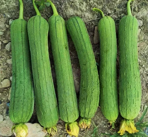 Miniatura 3 de TomorrowSeeds - Semillas de calabaza Luffa lisas de tres hojas - Más de 10 unidades - para plantar 2025 esponja lisa mediana ancha pepino polinizado
