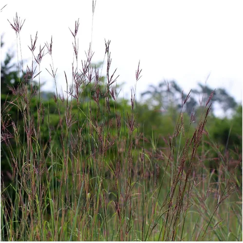 Miniatura 4 de Everwilde Farms - Semillas de hierba nativa Big Bluestem de 1 onza - Gold Vault