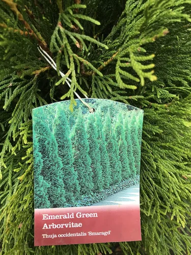 Miniatura 2 de Thuja Occidentalis Arborvitae verde esmeralda, planta arbustiva de hoja perenne, 3 galones, 18-24 pulgadas