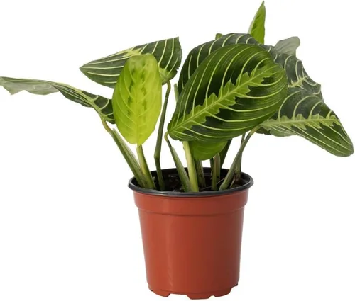 Miniatura 13 de Planta de serpiente Laurentii Sansevieria Trifasciata Planta viva para interior Diferentes plantas de interior en maceta de 4 y 6 pulgadas