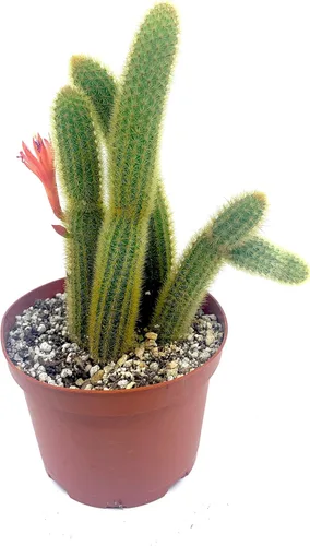Miniatura 5 de Cactus de cola de mono de 4 pulgadas (Cleistocactus Colademonis) - Fácil de cultivar en interiores/exteriores, luz solar indirecta. Suelo bien