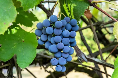 Miniatura 3 de Concord - Planta viva de vid de uva desnuda de 1 a 2 años de edad, planta de uva Concord frutos de uva dulces vivos para cultivar, árbol frutal