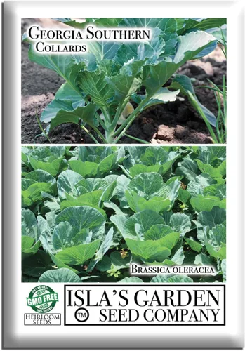 Georgia Southern Collards Seeds para plantar, más de 500 semillas tradicionales por paquete, semillas de jardín de Isla (semillas de jardín de