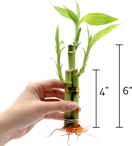 Miniatura 2 de Juego de diez arreglos de bambú de la suerte de 3 tallos – 6 pulgadas de bambú de la suerte plantas de interior para decoración del hogar