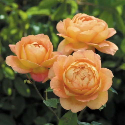 Miniatura 2 de Rosas arbustivas inglesas de reliquia, planta de raíz propia viva para jardín al aire libre, Lady of Shalott, muy fragantes, zonas de rusticidad