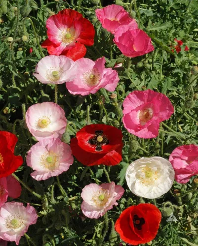 Miniatura 6 de 1000 Semillas Oriental Amapola Papaver Mezcla Flores Perennes Sin OGM