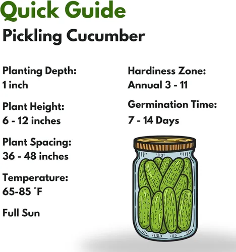 Miniatura 2 de Más de 150 semillas de pepino de encurtido – Orgánico, reliquia, sin transgénicos, alta tasa de germinación – Perfecto para plantar en jardines