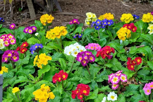 Miniatura 4 de 50 semillas mixtas de flores de planta de interior con sombra de prímula vulgaris