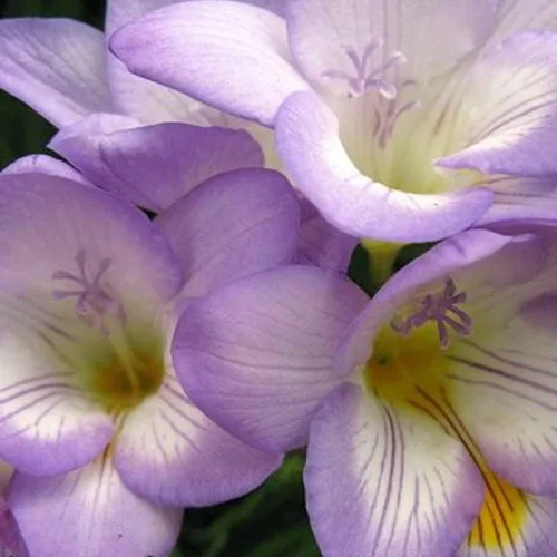 Miniatura 2 de Fresia - Bulbos de flores "Delta River" – Flores moradas fragantes, ideales para flores cortadas y ramos, plantas perennes fáciles de cultivar