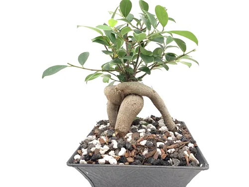 Miniatura 5 de Fertilizante multiusos para bonsái de The Bonsai Supply – 5oz Resultados rápidos Micro nutrientes para la salud vital del bonsái
