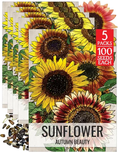Miniatura 37 de Seed Needs Semillas de girasol para plantar girasoles de manchas solares enanas, semillas de flores de corte anual de polinización abierta