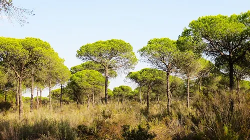 Miniatura 2 de TomorrowSeeds - Semillas de pino de piedra - Más de 30 unidades - para plantar Pinus Pinea Umbrella Pines Mediterráneo Canopy comestible Piñones