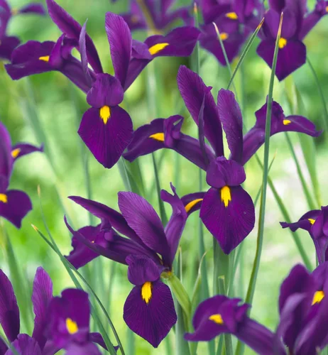 Votaniki Bulbos de sensación de iris holandés púrpura – Impresionantes flores moradas y amarillas para jardines de primavera | Fácil de cultivar,