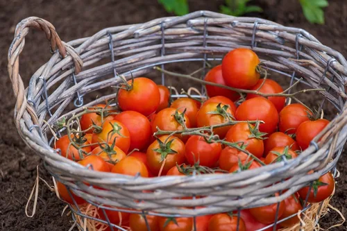Miniatura 3 de Juego de semillas de tomate, paquete de semillas de primera calidad sin OMG para plantar, 4 variedades de tomate, pellets de coco