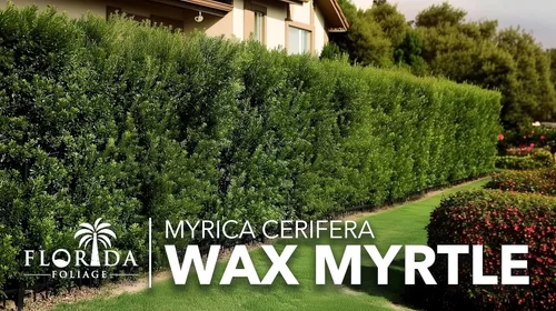 Miniatura 4 de Mirto de cera 20 plantas vivas Myrica Cerifera Arbusto de crecimiento rápido, pantalla de privacidad, follaje de hoja perenne, ornamental