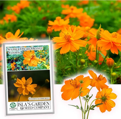 Semillas de flores de cosmos de naranja enana azufre – más de 100 semillas por paquete, (semillas de jardín de Isla), nombre científico; Cosmos