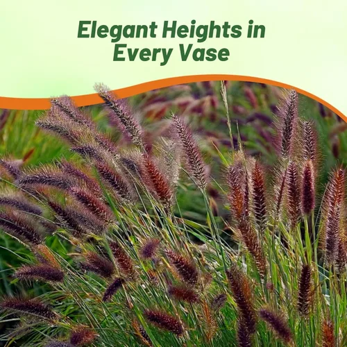 Miniatura 6 de Outsidepride - 25 semillas de la hierba ornamental perenne Pennisetum thunbergii (Red Buttons) para sembrar