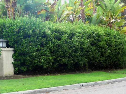 Miniatura 2 de Ligustrum Waxleaf Privet - 30 plantas vivas - Arbusto de seto de privacidad de hoja perenne