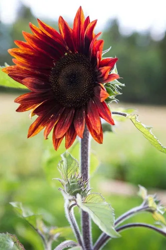 Miniatura 4 de Semillas Moulin Rouge Girasol Ornamental Rojo Flores Anuales
