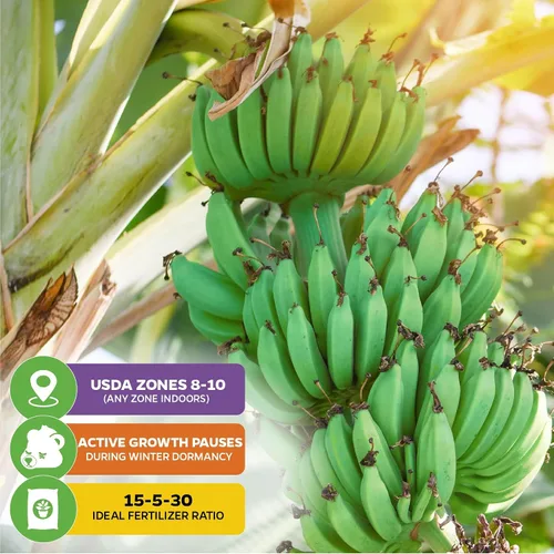 Miniatura 5 de Planta viva de árbol de plátano para helado - Musa acuminata - Planta inicial de Wellspring Gardens - Plantas fáciles de cultivar para amantes
