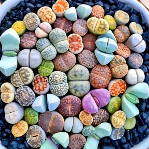 Miniatura 2 de Lithops - 10 plantas vivas de Lithops, plantas suculentas vivas, piedras vivas, plantas suculentas grandes, a granel