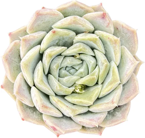 Miniatura 17 de Sprout N Green Echeveria 'Snow Angel', suculenta viva totalmente enraizada en maceta de 2 pulgadas, planta de casa para el hogar, oficina, boda