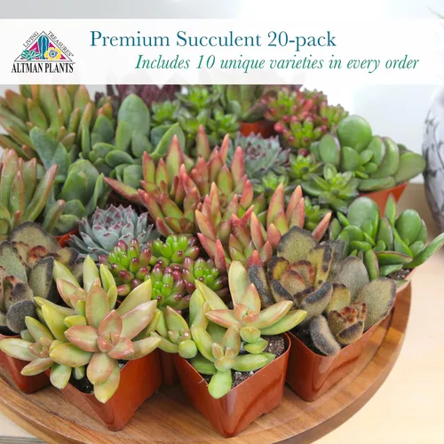Miniatura 7 de Altman Plants - Plantas suculentas vivas (paquete de 20 unidades), plantas suculentas surtidas en macetas, plantas vivas para el hogar en mezcla