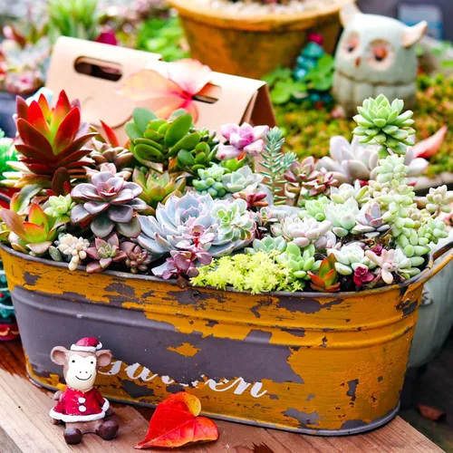 Miniatura 8 de Sprout N Green Plantas suculentas vivas, paquete de 8 suculentas reales surtidas en maceta de 2 pulgadas con mezcla de tierra, plantas pequeñas