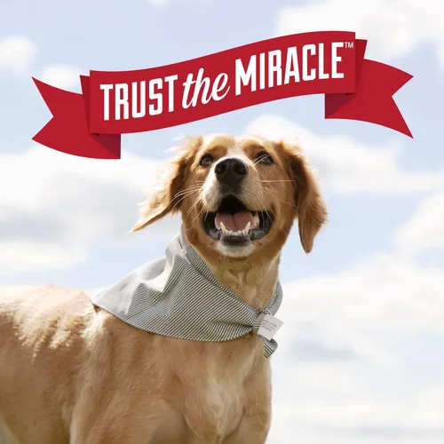 Miniatura 8 de Nature's Miracle Destructor de orina Plus para perros, fórmula enzimática para manchas severas de orina de perros, 1 galón