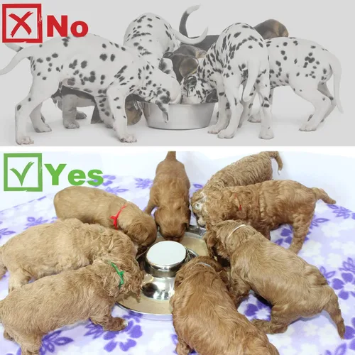 Miniatura 6 de Cuencos de acero inoxidable para cachorros, cachorros que alimentan alimentos y agua, comedero para platos, 10.3 pulgadas 1 - Paquete