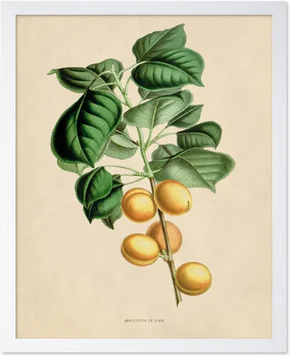 Miniatura 27 de Poster Master Póster Vintage de Plantas Cultivadas - Impresión Botánica Retro - Arte de Flores - Arte de Plantas - Regalo para Hombres y Mujeres