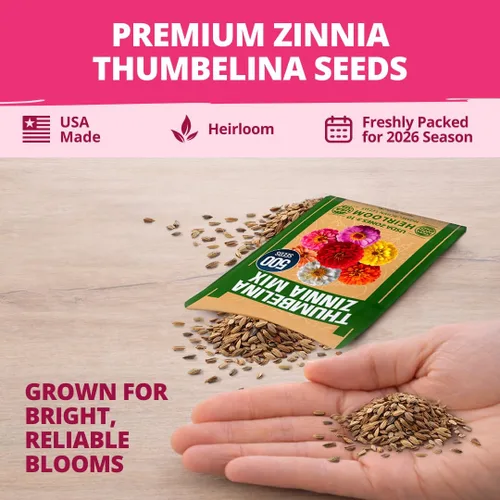 Miniatura 414 de HOME GROWN Semillas de girasol de cereza y chocolate, 150 semillas tradicionales sin OMG, girasoles burdeos para plantar, flores de jardín altas que