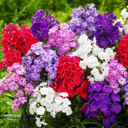 Miniatura 4 de Paquete de 1000 semillas de Phlox para plantar colores mixtos, cubierta de suelo rastrero Popstars Phlox - Semilla anual de flores para el hogar