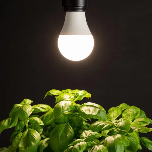 Miniatura 5 de Back to The Roots Paquete de 2 luces LED de crecimiento de espectro completo