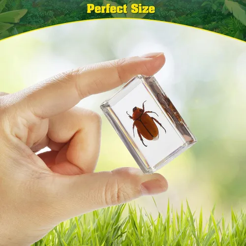 Miniatura 3 de Juego de 15 especímenes de resina de insectos reales, varios especímenes de insectos reales en resina para educación científica, biología
