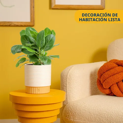 Miniatura 2 de Costa Farms Ficus Audrey, planta viva de interior de 1 a 2 pies de altura en maceta minimalista de 6 pulgadas, fácil de cultivar, purifica el aire