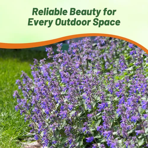 Miniatura 6 de Outsidepride Nepeta Mussinii - Semillas de hierba gatera – 1000 semillas perennes, tolerantes al calor y la sequía para plantar flores azules