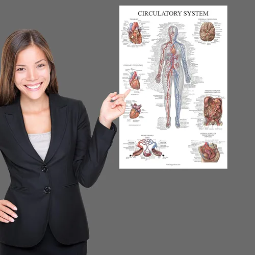 Miniatura 4 de Juego de 16 carteles anatómicos - Laminado - sistema muscular, sistema esquelético, sistema digestivo, sistema respiratorio, sistema circulatorio