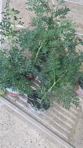 Miniatura 2 de ruda/rue Planta Completa con Raíz