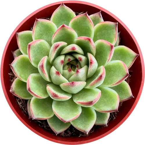 Miniatura 11 de Sprout N Green Cotyledon Orbiculata cv., Rara planta suculenta viva enraizada en maceta de 4 pulgadas, decoración de boda en interiores y Cotiledón