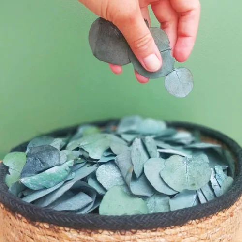 Más de 1600 hojas de eucalipto reales preservadas pequeñas, eucalipto natural puro a granel, confeti de hojas de boda para aniversarios, cumpleaños,