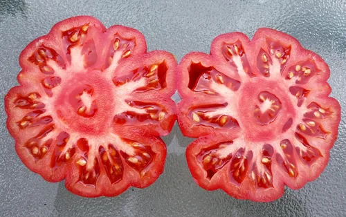 30 semillas de tomate pomodoro genovés Costoluto, reliquia sin OMG, bajo en ácido, indeterminadas, polinizadas abiertas, productivas de USA Solanum