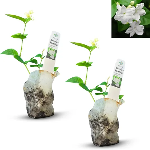 Miniatura 28 de Hibisco Rosa. rosa-sinensis. Planta Viva - Hibisco Tropical Floreciente, Flores Bonitas, Usado en Té y Jugo (2 Plantas de Hibisco Rosa)