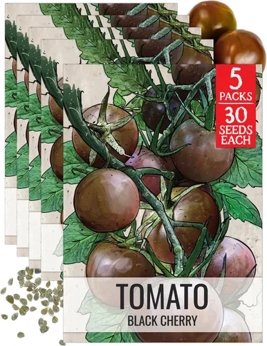 Miniatura 13 de Seed Needs Semillas de tomate cereza negra para plantar, reliquia sin OMG y sin tratar, variedad indeterminada para plantar un huerto al aire libre