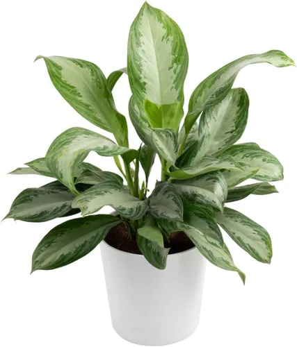 Miniatura 12 de Costa Farms Árbol de hoja perenne chino, fácil de cultivar, planta de interior en maceta en maceta en bonita maceta decorativa, regalo diario