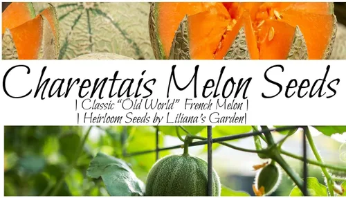 Miniatura 3 de Liliana's Garden - Semillas de melón tradicional "Charentais" – Melón tradicional francés raro – Cosecha melones miniatura en 90 días Siempre