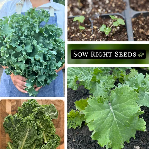 Miniatura 4 de Sow Right Seeds - Semilla de col rizada mejorada siberiana enana para plantar - Paquete de reliquia sin OMG con instrucciones para plantar un huerto